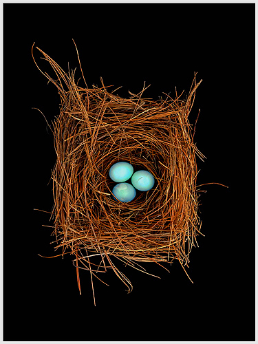 Blue Eggs Nest by Roy DiTosti