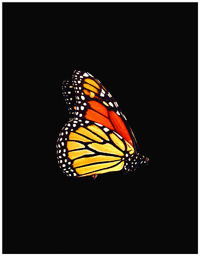 Butterfly by Roy DiTosti